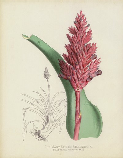 The Many-Spiked Billbergia by English School